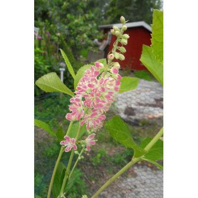 Valkokletra ’Pink Spire’ (Clethra alnifolia)
